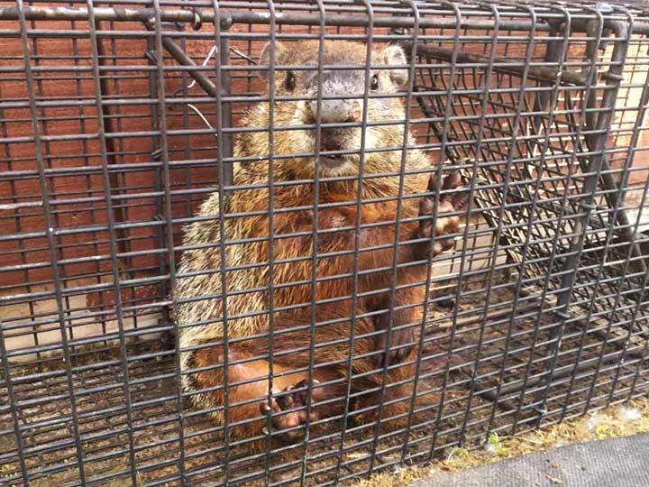 Groundhog Removal Services Finger Lakes Wildlife Control Penn Yan Ny
