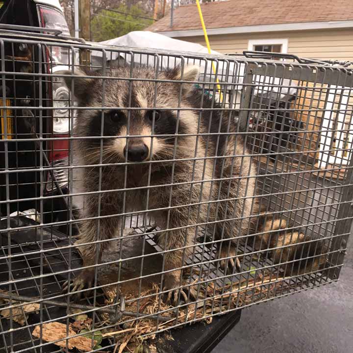 Emergency Animal Removal | Finger Lakes Wildlife Control | Penn Yan, NY