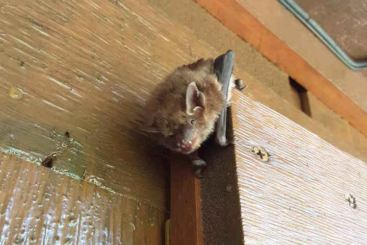 Bat Removal Penn Yan, NY | Finger Lakes Wildlife Control